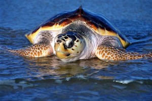 Loggerhead-Sea-Turtle
