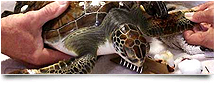 Sea Turtle Lighting Resources And Contacts